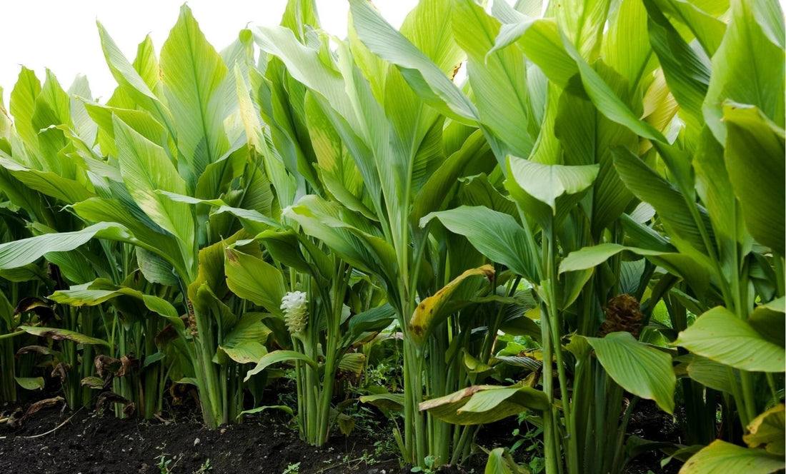 How is turmeric grown? The origins of a very popular supplement.